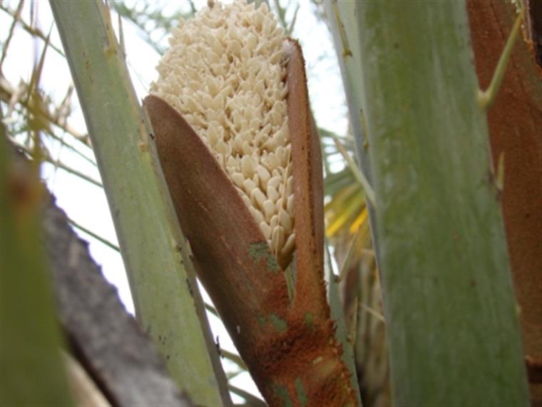 خواص عرق طارونه